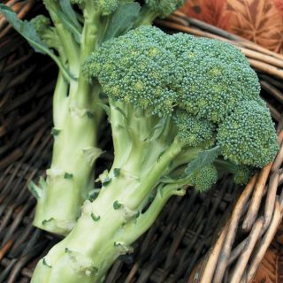 Green Magic Broccoli Thumbnail